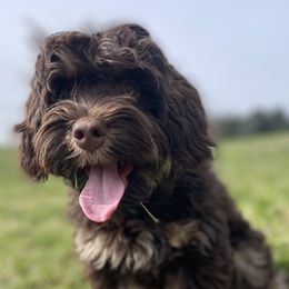Australian Labradoodles from Sweet Summer Dream ALD