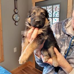Girl 2 yellow collar - Black and tan female German Shepherd puppy in Nye, Montana from Duke AKC Shepherds