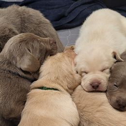 Dilute Retrievers and Labrador Retrievers from Southernend Silvers
