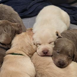 Dilute Retrievers and Labrador Retrievers from Southernend Silvers