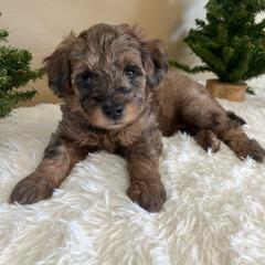 Wendy - Sable merle female Bordoodle puppy in Valley Center, California from Circle R Valley Bordoodls