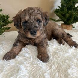 Wendy - Sable merle female Bordoodle puppy in Valley Center, California from Circle R Valley Bordoodls