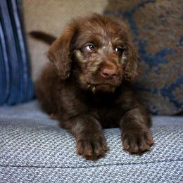 Labradoodle and Labrador Retriever Puppies from Moore than Dogs