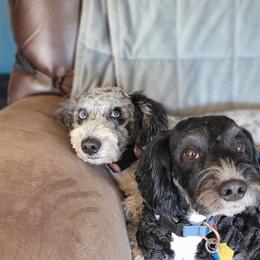 Bernedoodle Puppies from Daisy's Doodles