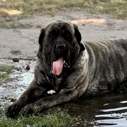 Elouise - Mastiff