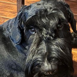 Akili - Giant Schnauzer
