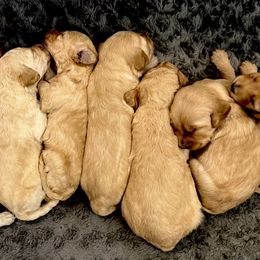 Goldendoodles from Tselani doodles