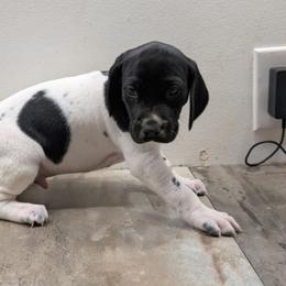 Black Boy 9302 - Black and white male German Shorthaired Pointer puppy in Spring Hope, North Carolina from Hogan’s Lowrider Hounds