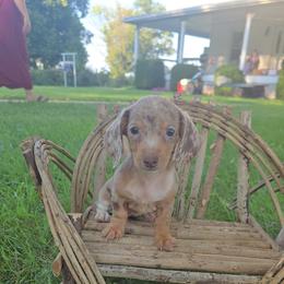 Opal - Dapple female Dachshund puppy in Arthur, Illinois from Dachs and Poms