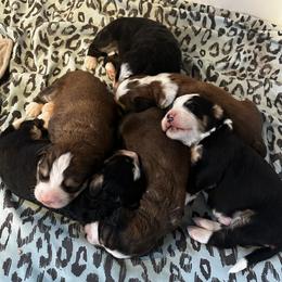 Bernedoodle puppies from Backwoods Bernedoodles