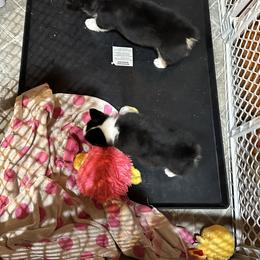 Pembroke Welsh Corgi Puppies from Northwynd Corgis