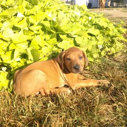 Maggie - Rd whtn blk nose female Rhodesian Ridgeback puppy in Carney, Oklahoma from River Run Parson Russell terriers & River Run Ridgebacks