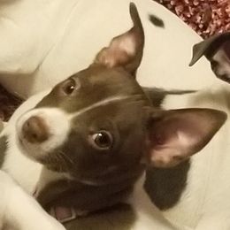 Rat Terrier Puppies from Live Wire Rat Terriers