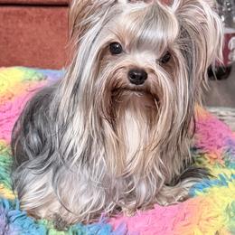 Roman - Blue and gold male Yorkshire Terrier puppy in Daggett, Michigan from Hetzel’s Enchanted Yorkies (Michigan)