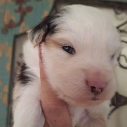 Bailey - Blue merle female Miniature Australian Shepherd puppy in Copperas Cove, Texas from Aussies Acre
