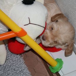 Australian Labradoodle Puppies from Windsor Creek Labradoodles