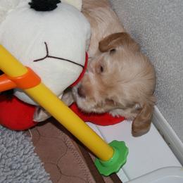 Australian Labradoodle Puppies from Windsor Creek Labradoodles