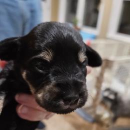 No Collar - Black and silver female Miniature Schnauzer puppy in Blountville, Tennessee from Maxwell House Schnauzers