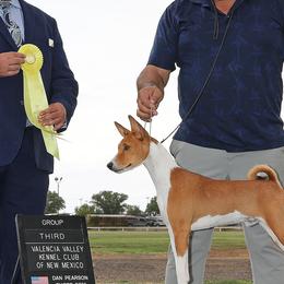 Cheif - Basenji