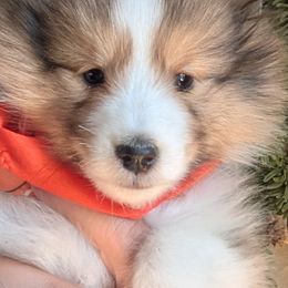 Shetland Sheepdogs from Renegade Winds