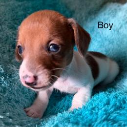 Boy 1 - Piebald male Dachshund puppy in Cherokee, Oklahoma from Special “K” Dachshunds