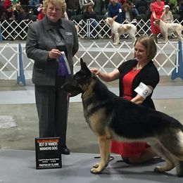 German Shepherd All Grown Up from Rosewood Shepherds