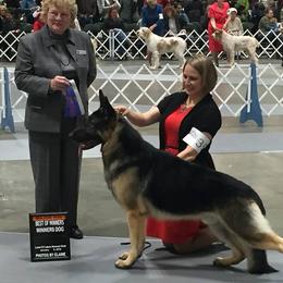 German Shepherd All Grown Up from Rosewood Shepherds