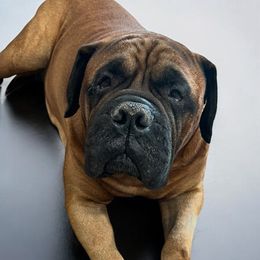 Gucci - Bullmastiff