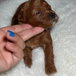 AKC Pumpkin - Female - Clear - Red  female Poodle puppy in Tampa, Florida from The Sweet Life of a Toy Poodle