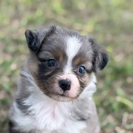 Mali - Blue merle female Australian Shepherd puppy in Orlando, Florida from Skaky Shepherds