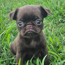 Dark Chocolate girl - Brown female Brussels Griffon puppy in Huntsville, Alabama from Tammy's Brussels