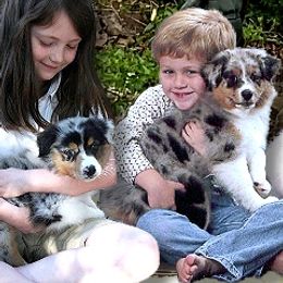 Australian Shepherds from Cedar Hill Australian Shepherds