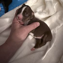 Girl 2 - Red tri female Miniature Australian Shepherd puppy in Romney, West Virginia from South Branch Mini Aussies