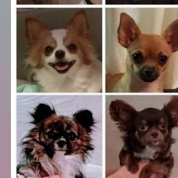 Chihuahuas from Lucas Chihuahuas