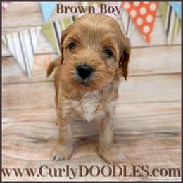 Brown Boy - Red  male Goldendoodle puppy in Taneytown, Maryland from Curlydoodles