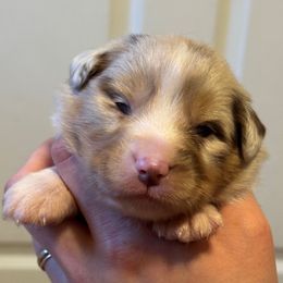 Hoglin - Red merle male Australian Shepherd puppy in Rapid River, Michigan from Echolight Australian Shepherds