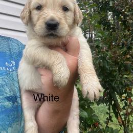 White - Golden female Golden Retriever puppy in Jesup, Georgia from Painted Platinum Retrievers (Painted Platinum Kennel) PPK