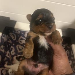 BART - Black and tan male Yorkipoo puppy in Gastonia, North Carolina from Precious pups dynasty kennel