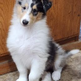 Collie All Grown Up from Garlind Ridge Collies