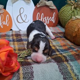 Boy 1 - Black brown and white male Basset Hound puppy in Farmerville, Louisiana from Hancock House of Basset Hounds & Mini Dachshunds