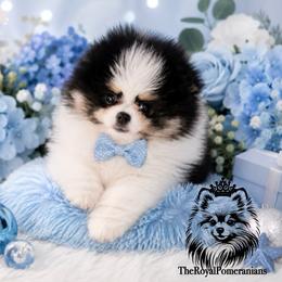 Oreo - Tri-colored male Pomeranian puppy in Antelope, California from California Pom Paradise
