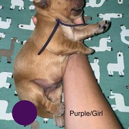 Mandatory evacuation-evie - Dark golden female Golden Retriever puppy in Gainesville, Florida from Heart and Soul Dog Breeding, Inc.