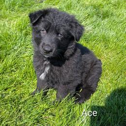Ace - Black male German Shepherd puppy in Waterloo, New York from Von Nikolaos German Shepherds