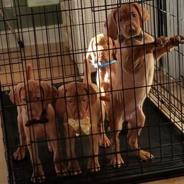Vizsla Puppies from The Noble Puppy