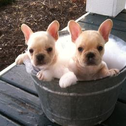 French Bulldog Puppies from Willow Farm