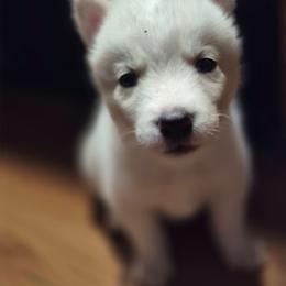 Girl 4 - White female Siberian Husky puppy in Madison, Georgia from Thornbury Kennel