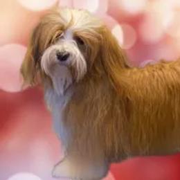 Havanese from Bella Dulce