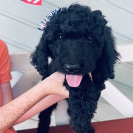 Girl 4 - Black Bernedoodle puppy in Oklahoma from Prairie Bernedoodles