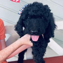 Girl 4 - Black Bernedoodle puppy in Oklahoma from Prairie Bernedoodles