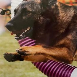 German Shepherds from Precious Pets